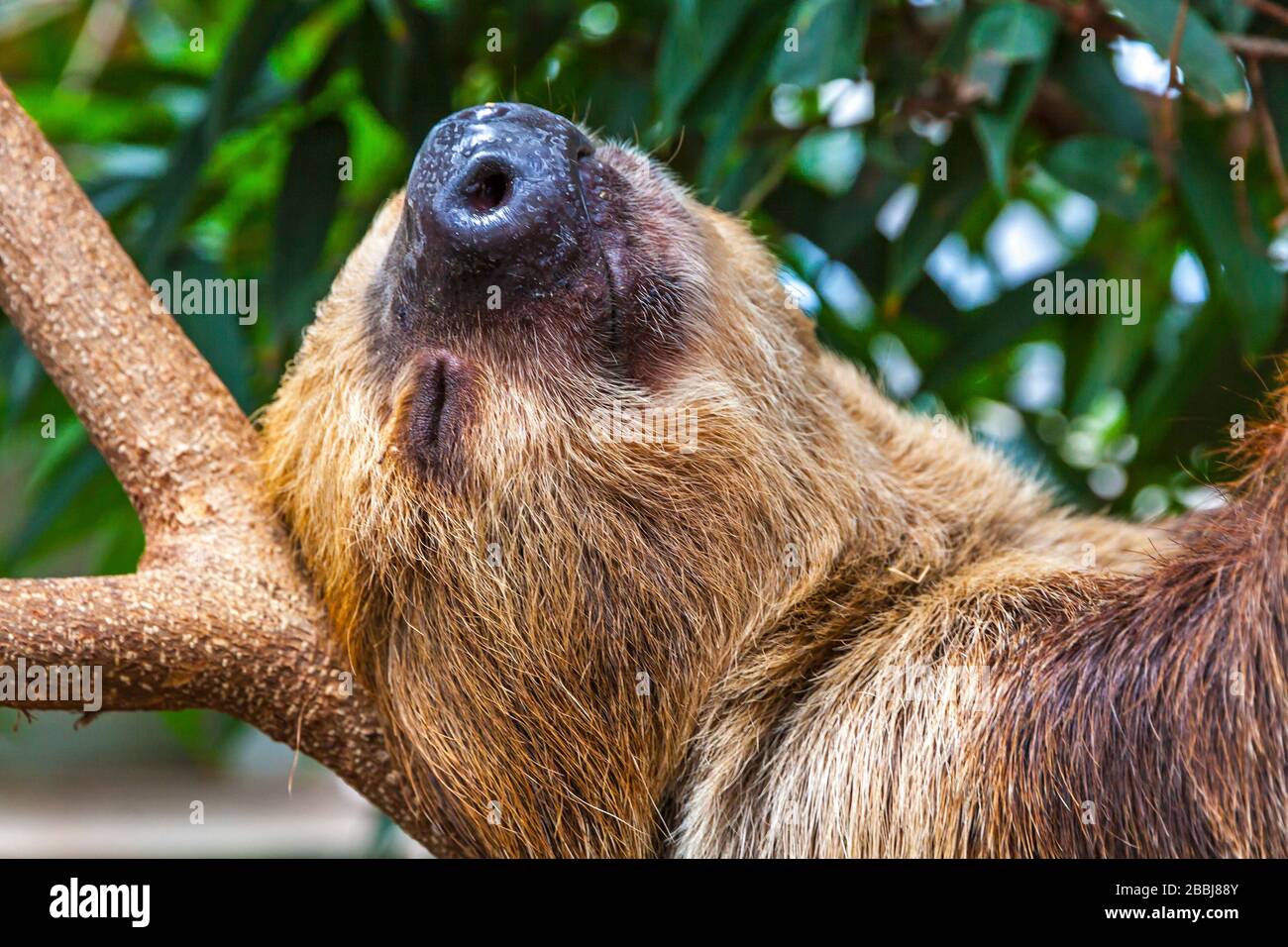 Cute brown-throated three-toed sloth crawling on a tree. Close-up portrait Stock Photo
