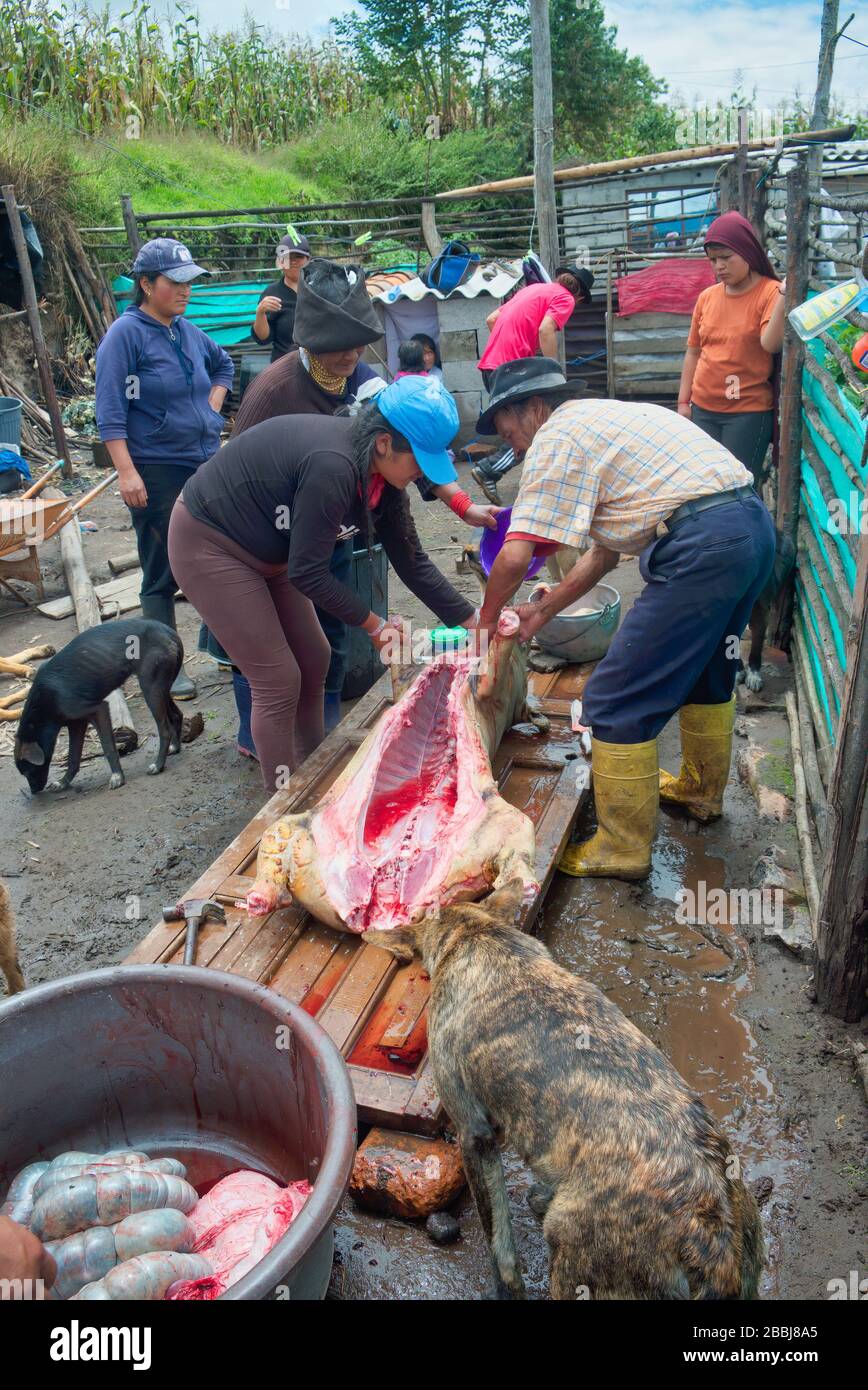 Coronavirus pig butchery 8 of 10. Markets closed – pigs expensive to feed – Quichuan native extended family butchers two pigs because of Coronavirus. Stock Photo