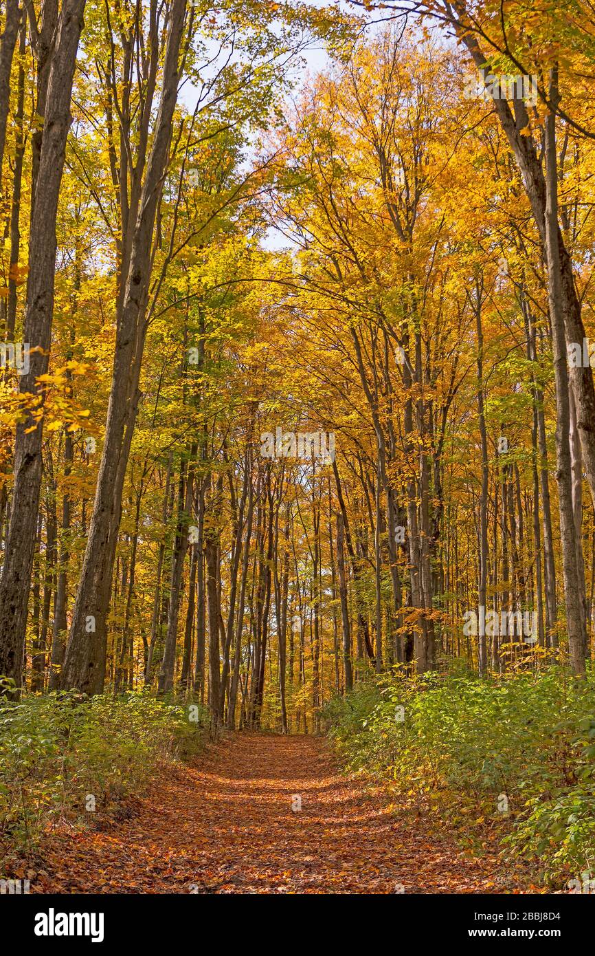 Forest Path Through Arching Trees in the Autumn in the Louis M Groen