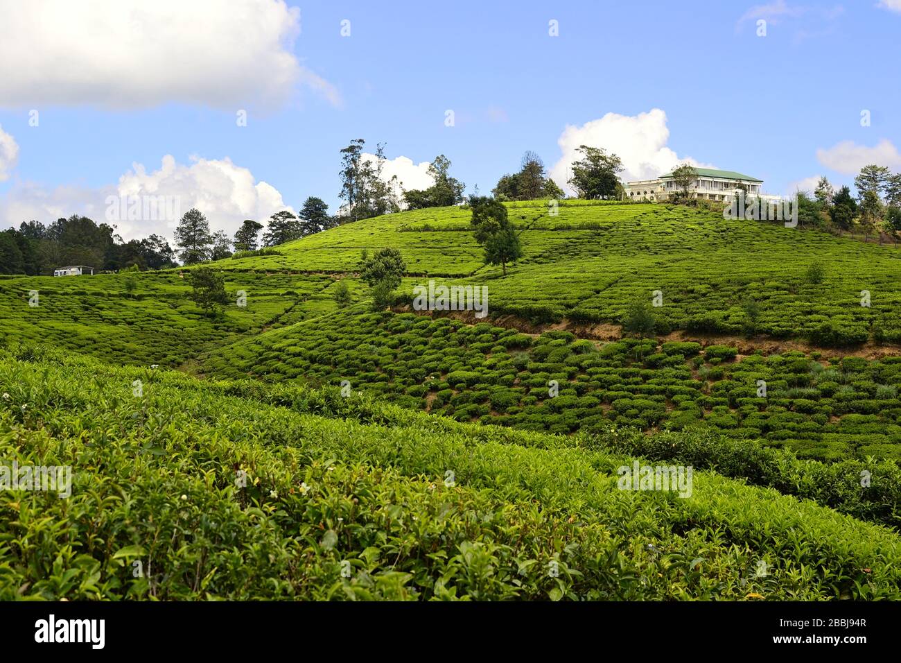 Ceylon tea plantation and tea factory building on the hill. Fresh green tea plantations and blue sky. Nuwara Eliya, Sri Lanka Stock Photo