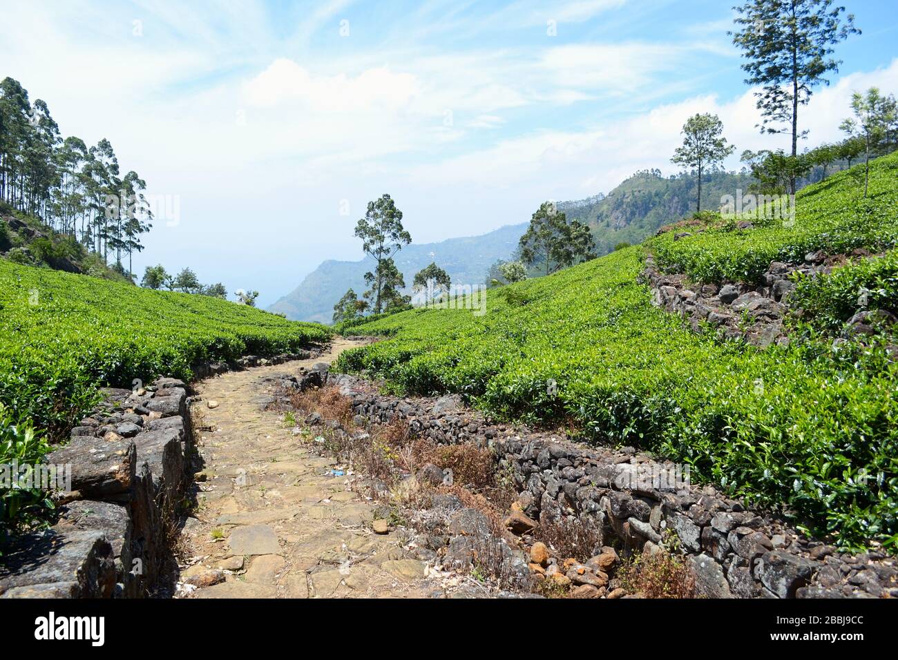 Stone road between fresh green tea plantains in Sri Lanka Stock Photo