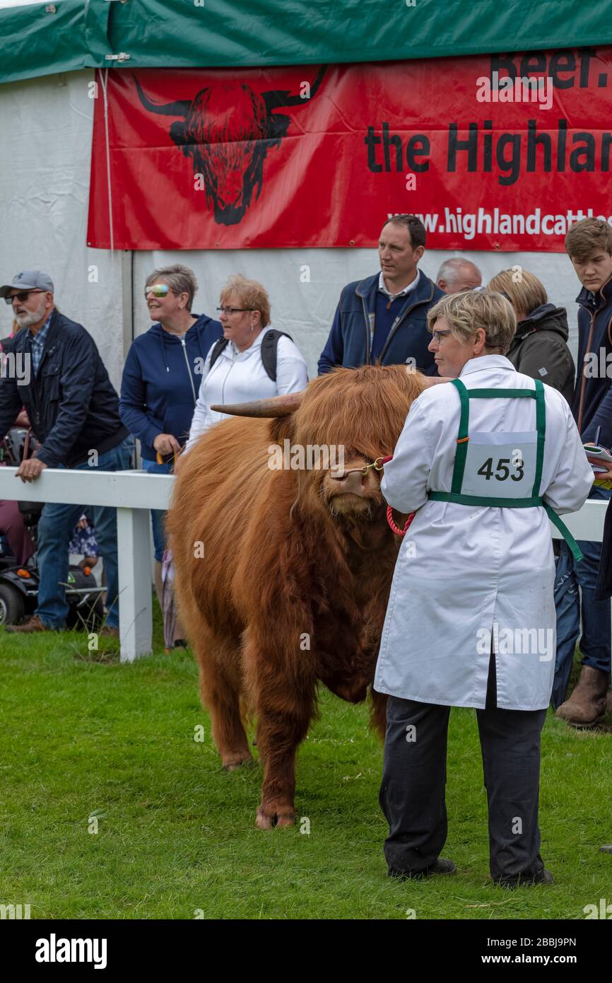 Cattle in ring hi-res stock photography and images - Alamy
