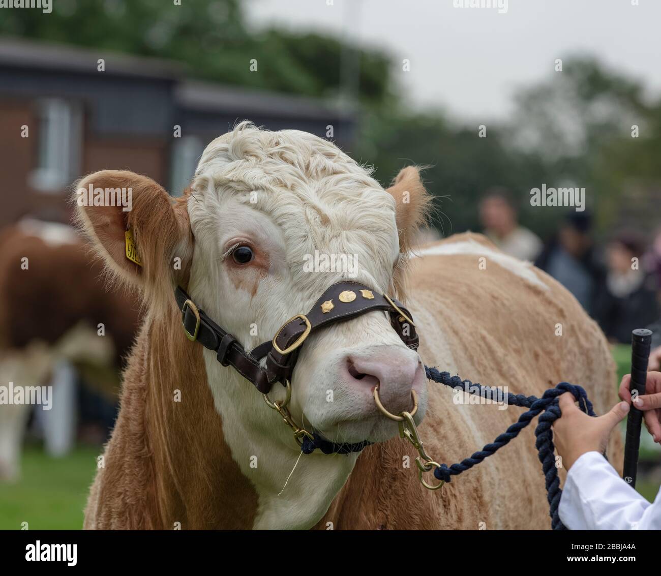 Hereford Bull at the Great Yorkshire Show Stock Photo - Alamy