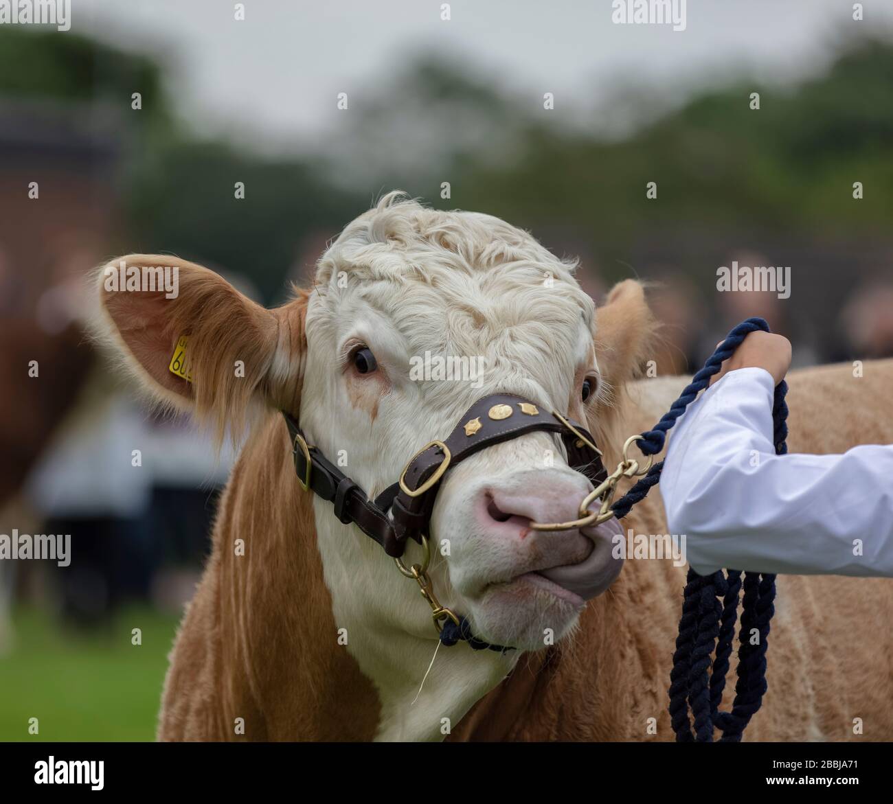 Hereford Bull at the Great Yorkshire Show in Harrogate Stock Photo Alamy