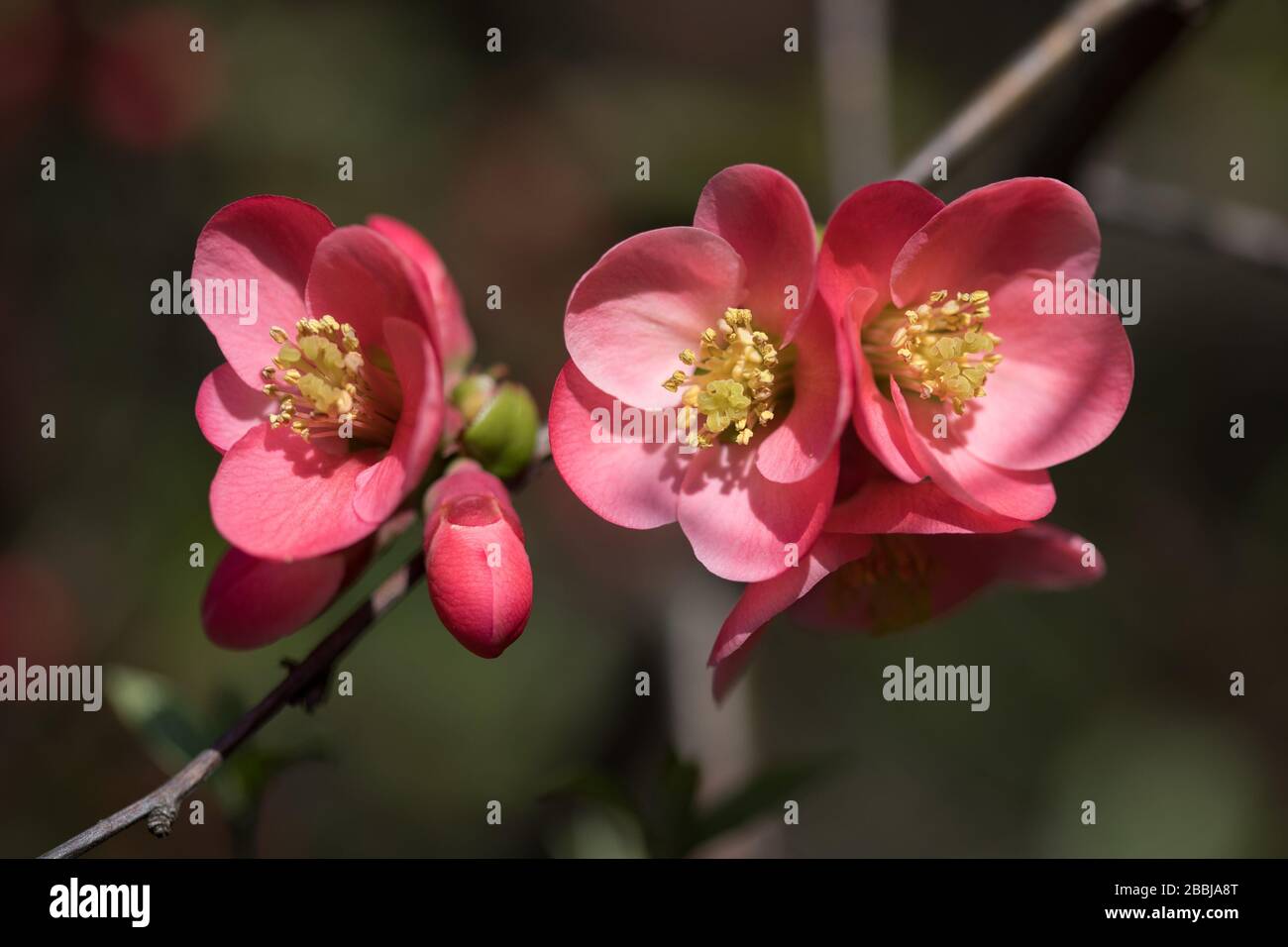 Pink japanese quince flower and buds at springtime Stock Photo Alamy