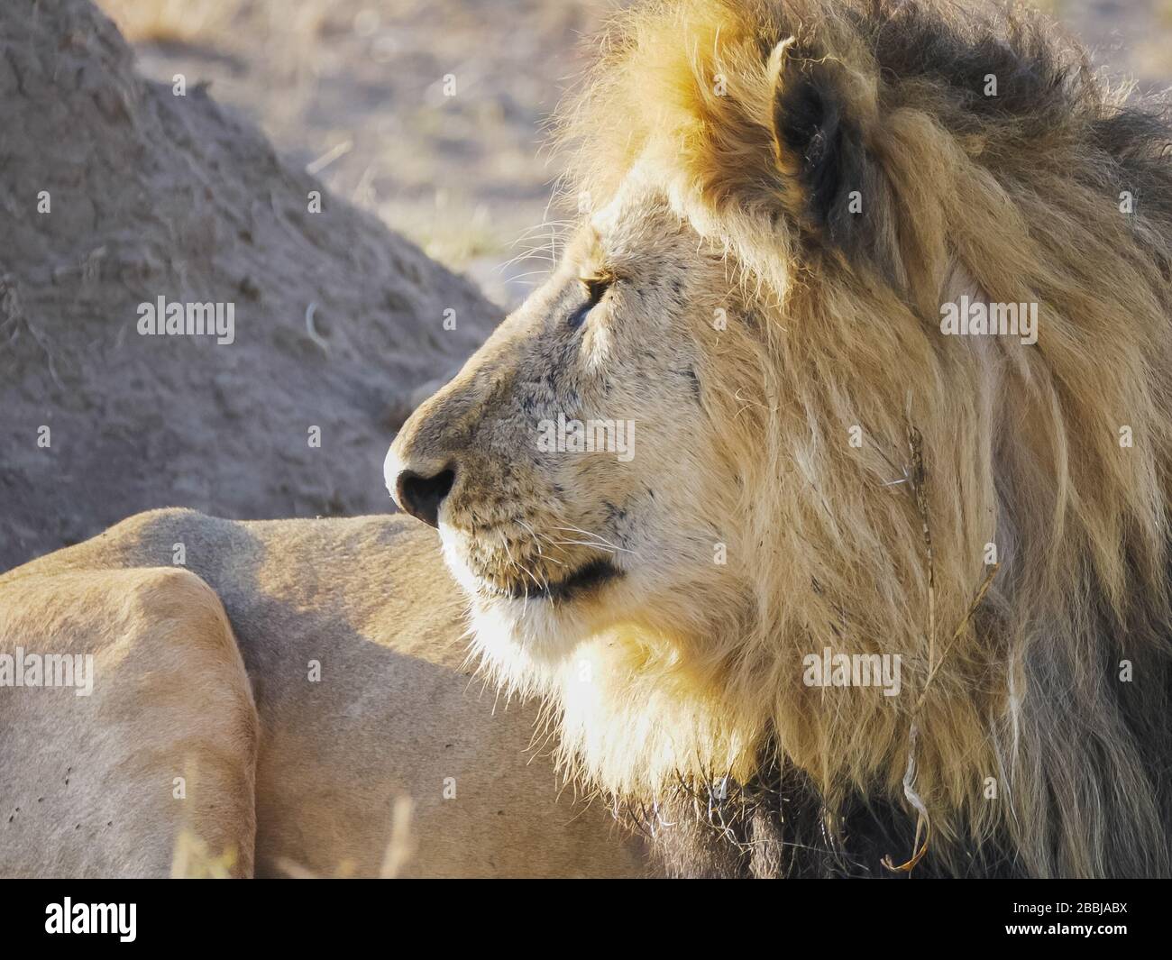 Male lion sitting up looking hi-res stock photography and images - Alamy