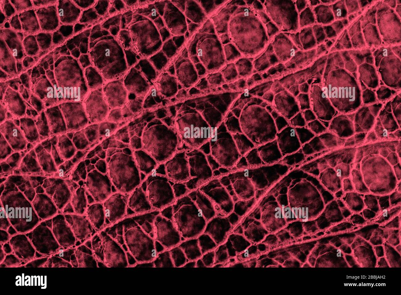 Genuine patent leather with embossed scales reptiles close-up, bordeo color pattern, for background, copy space Stock Photo