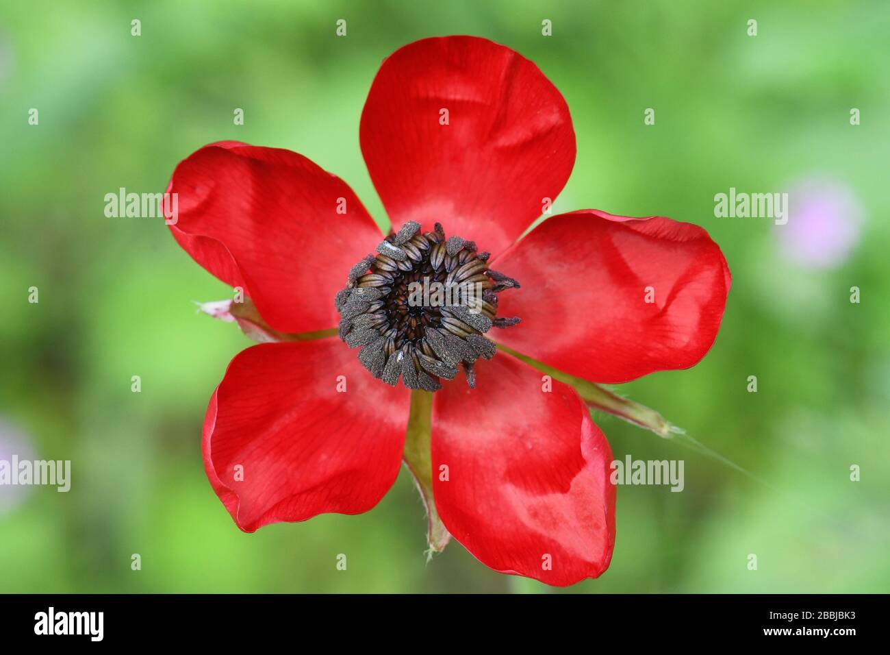 Red Buttercup wildflower Stock Photo