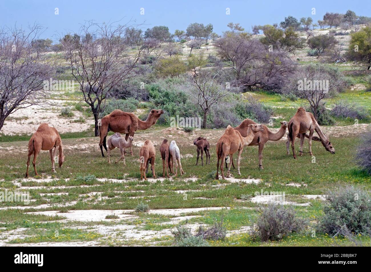 Camel herd in the Negev during spring time, Israel Stock Photo