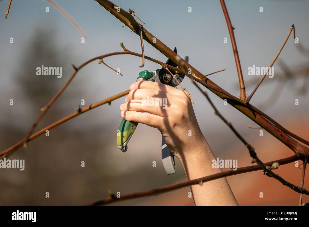 Pruning an fruit tree Cutting Branches at spring Stock Photo Alamy