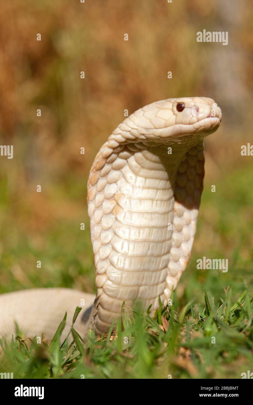 White Cobra Snake Name White Cobra Snake Name