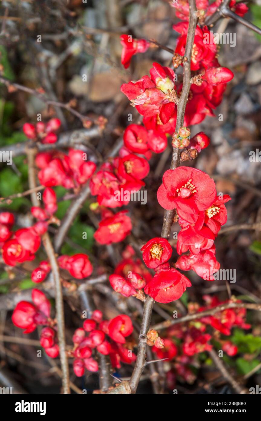 Chaenomeles Crimson and Gold in flower in early spring. A deciduous shrub that is fully hardy and can be used as ground cover. Stock Photo