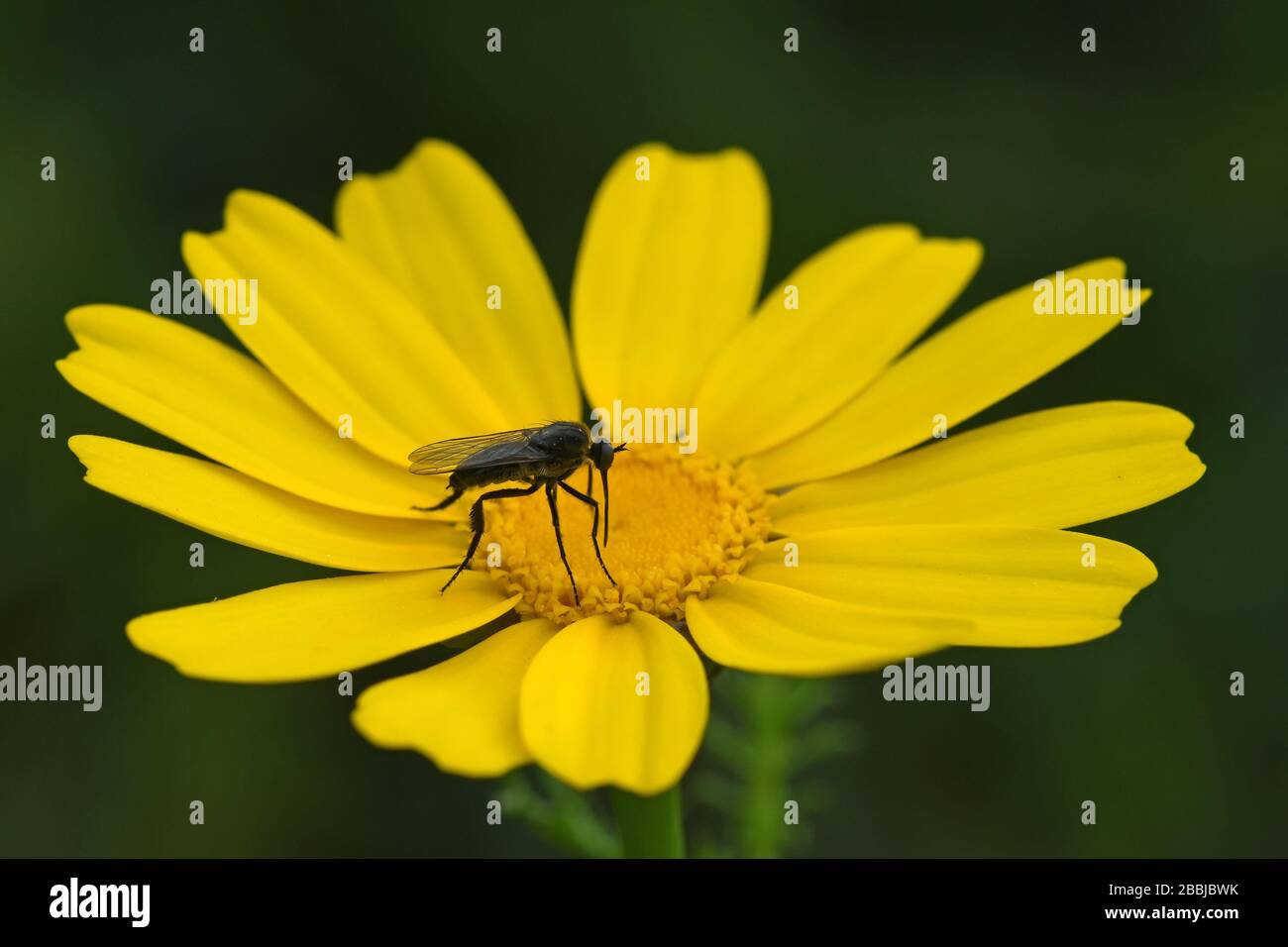 Black fly feed on nectar Stock Photo