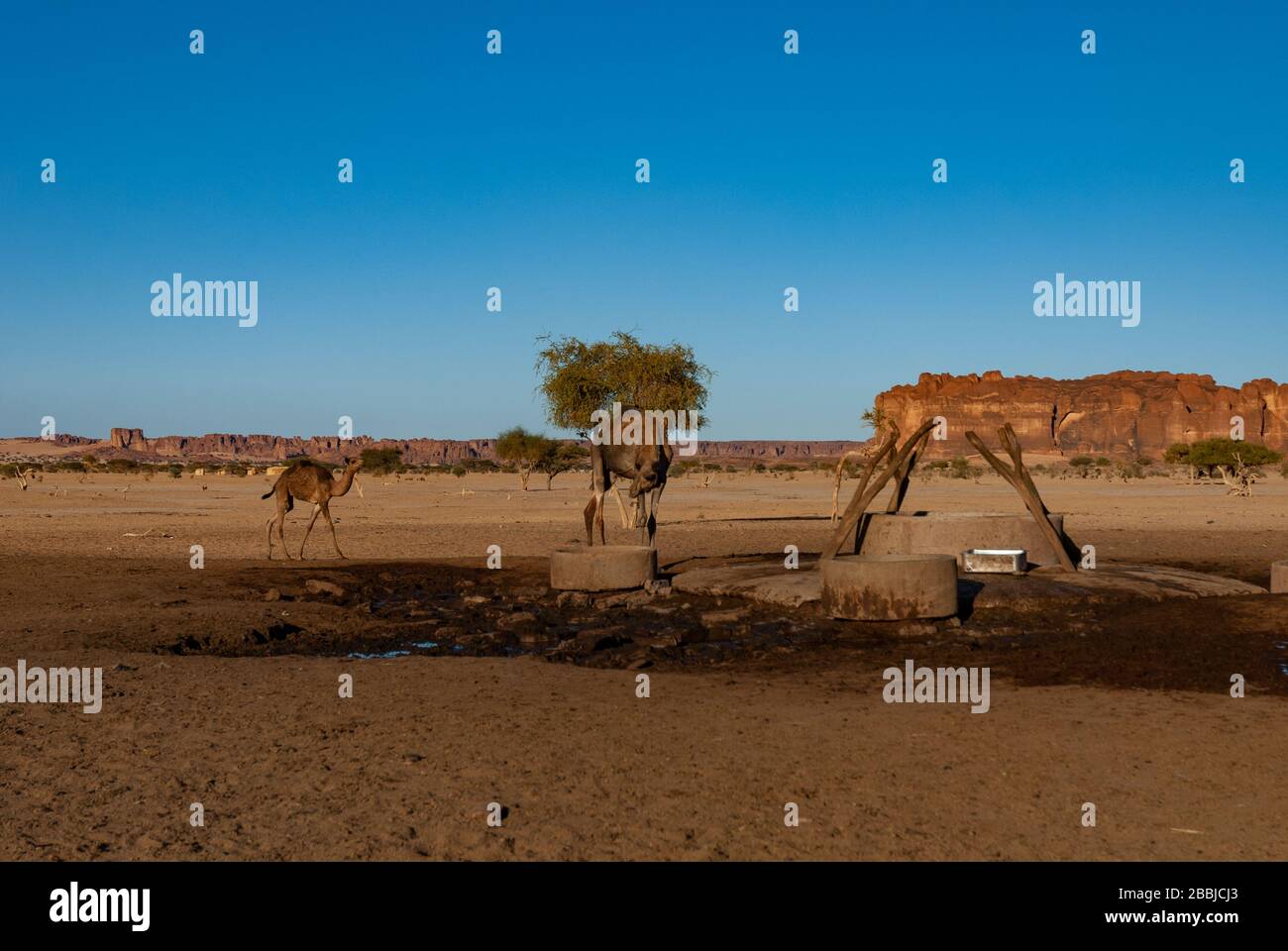 Camels are approaching the well in the desert oasis. Sahara desert, Chad, Africa. Stock Photo