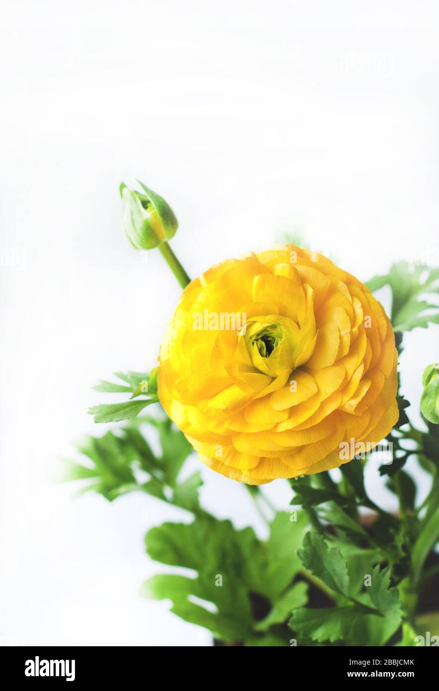 Yellow Ranunculus Bud Beautiful yellow ranunculus flowers and buds close up on white ...