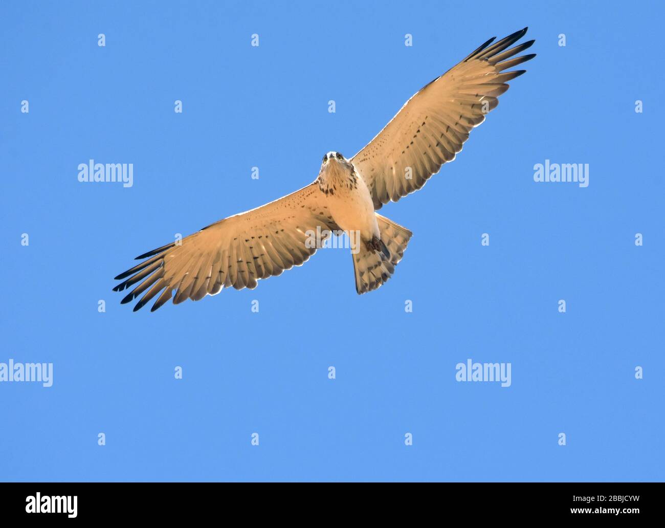 Short-toed eagle (Circaetus gallicus) flying Stock Photo