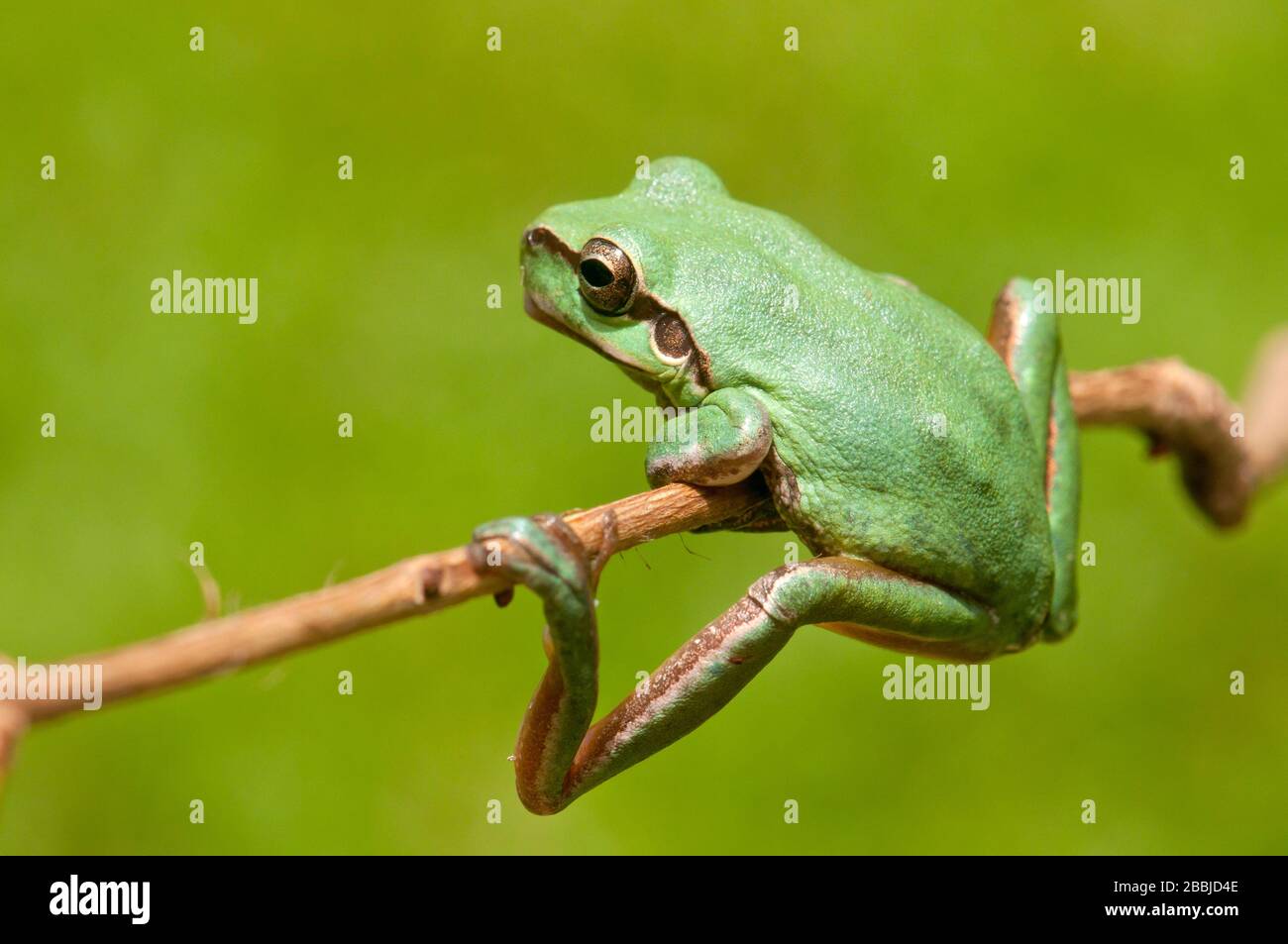 Frog Legs Hanging from Female Hand on White Isolated Stock Image - Image of  european, natural: 226908087