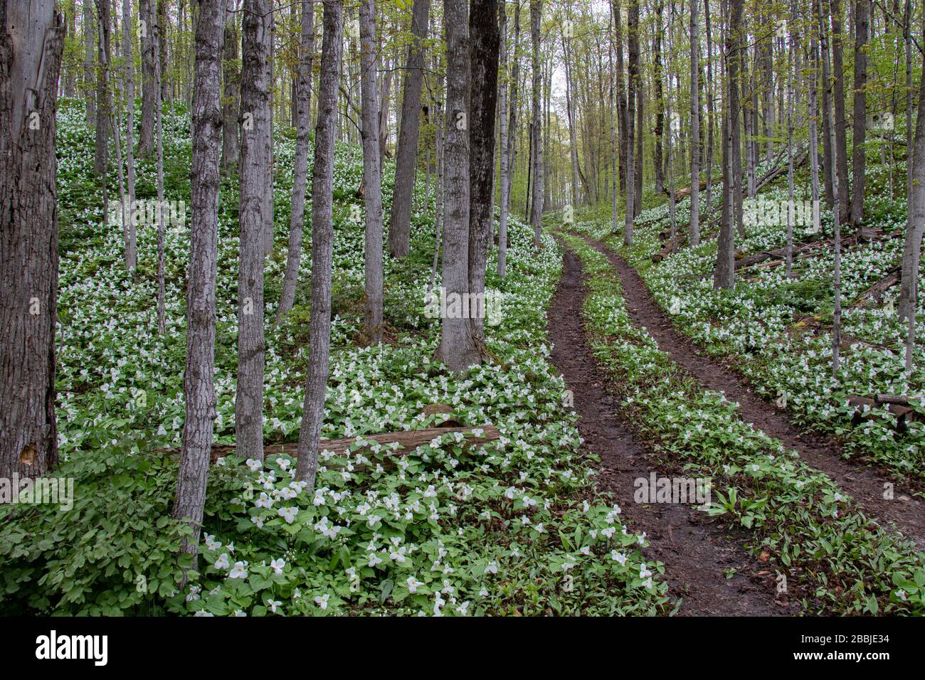 Trillium season Stock Photo