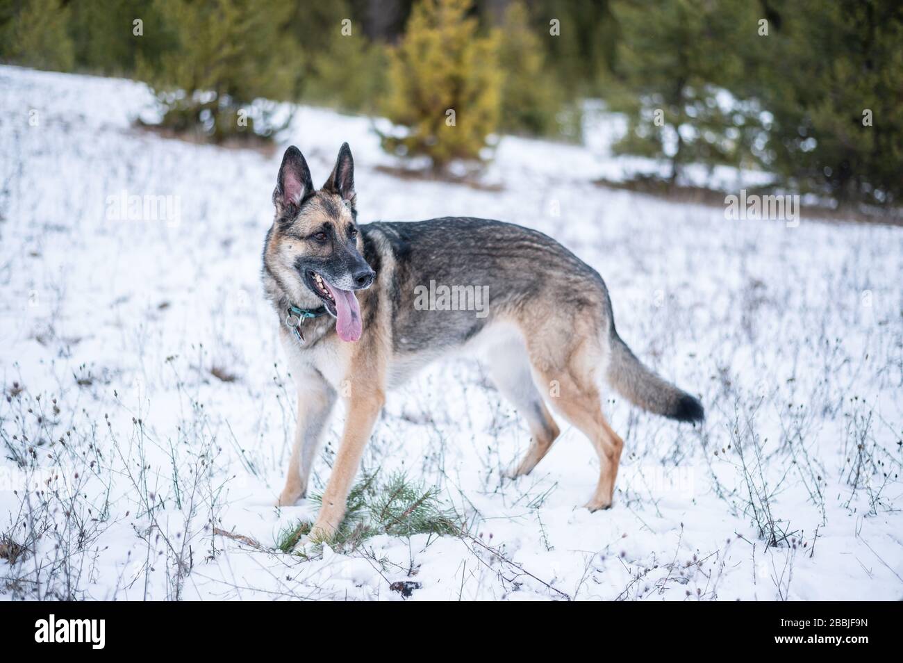 Ember the German Shepherd waiting for her owner to come play fetch. Stock Photo