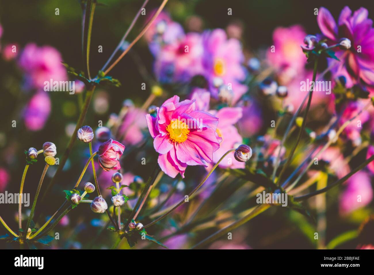 Pink Anemone Flowers in a Garden at Sunset Stock Photo