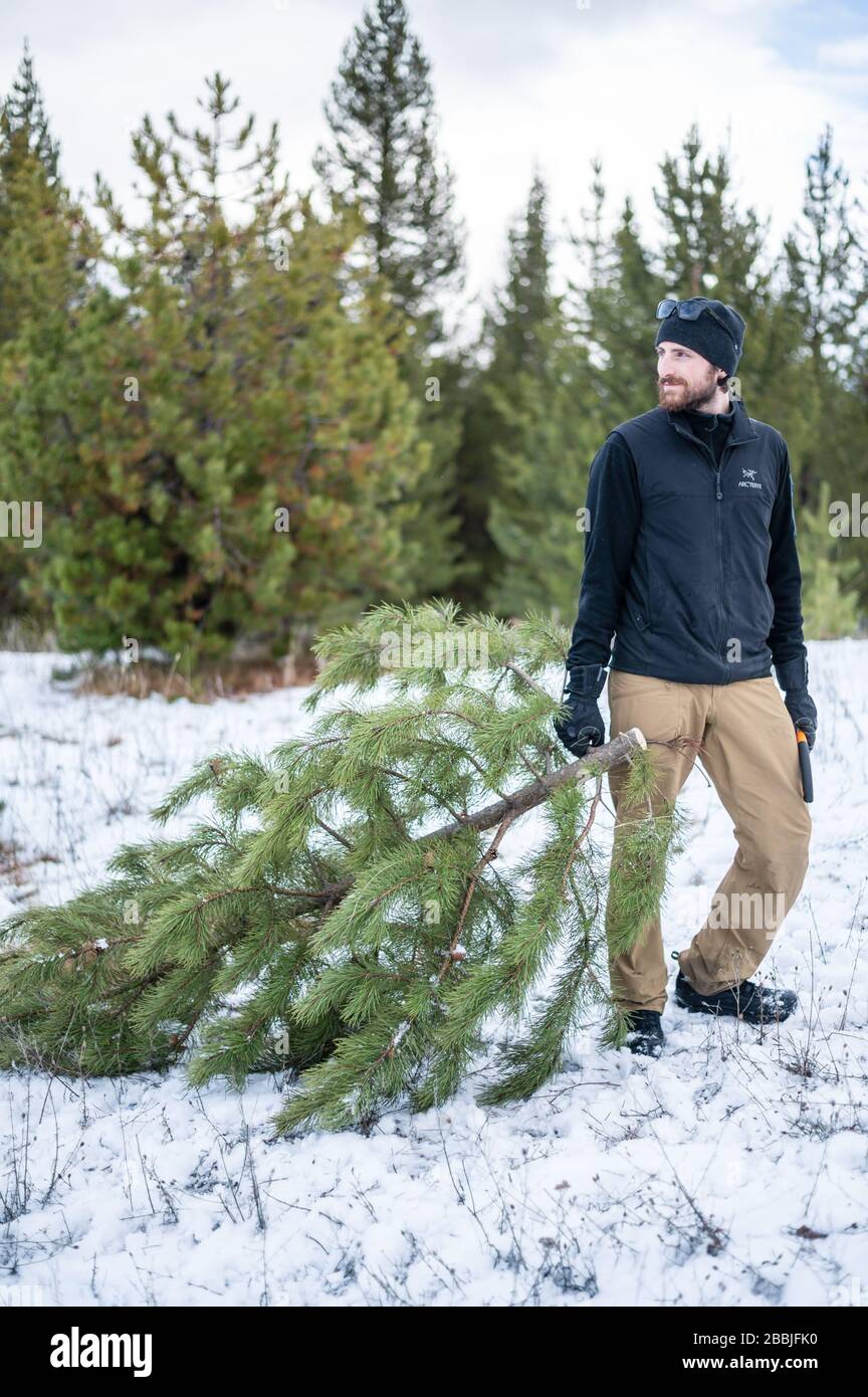 Man waiting to haul the Christmas tree back to the car. Stock Photo