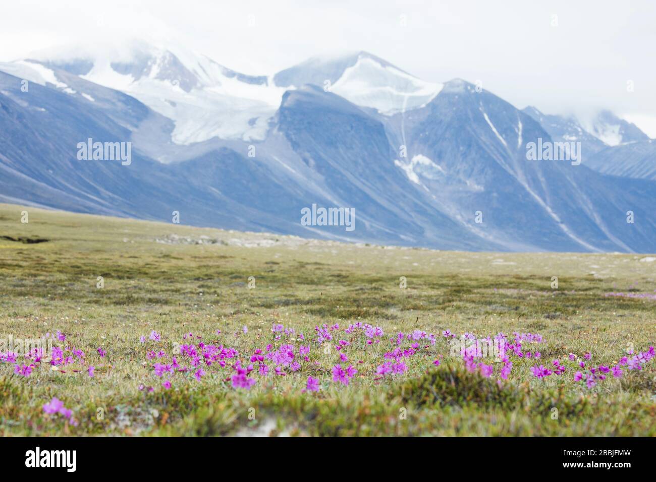 Wildflowers growing in Arctic Tundra, Akshayak Pass. Stock Photo