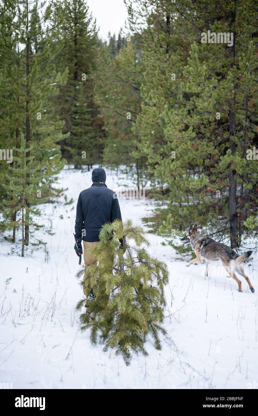After finding the right tree, a dog and its owner heading back to the car. Stock Photo