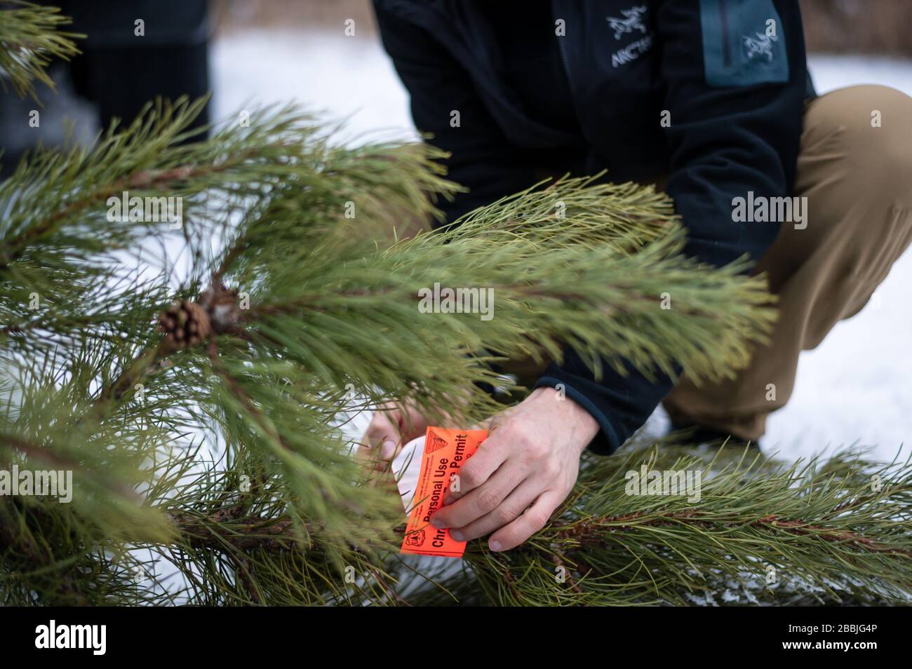 Putting a tag onto a freshly cut Christmas tree. Stock Photo
