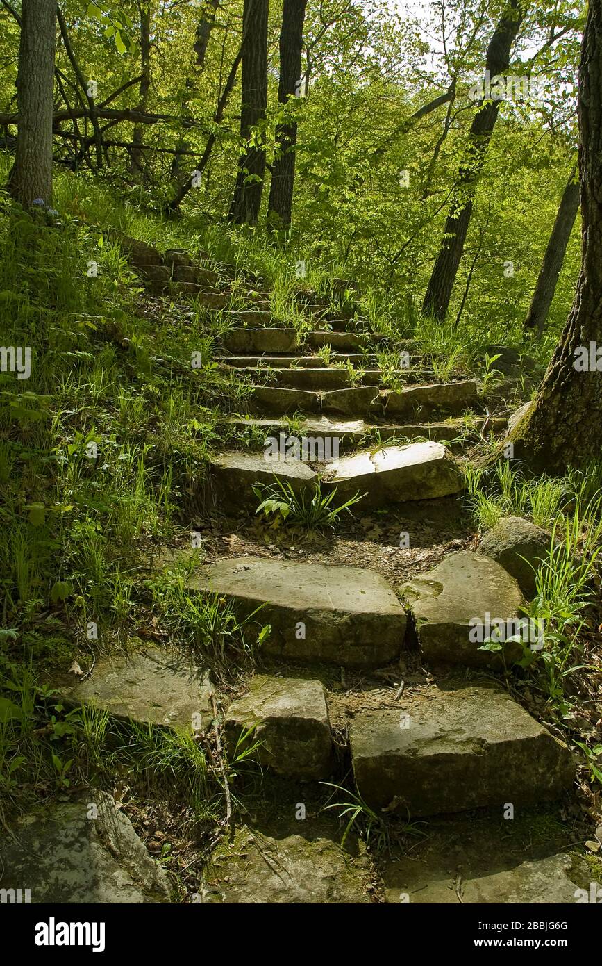 Rugged Trail Steps in the Woods Stock Photo
