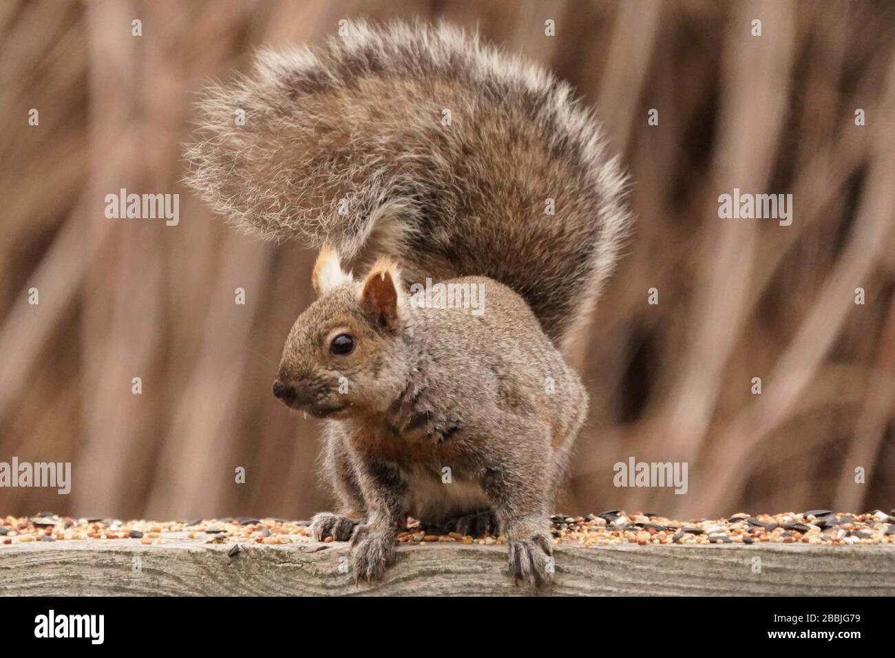 Squirrels in back yard Stock Photo