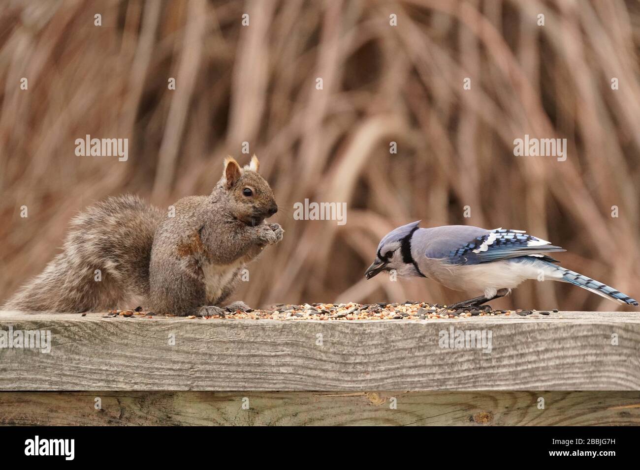 Squirrels in back yard Stock Photo
