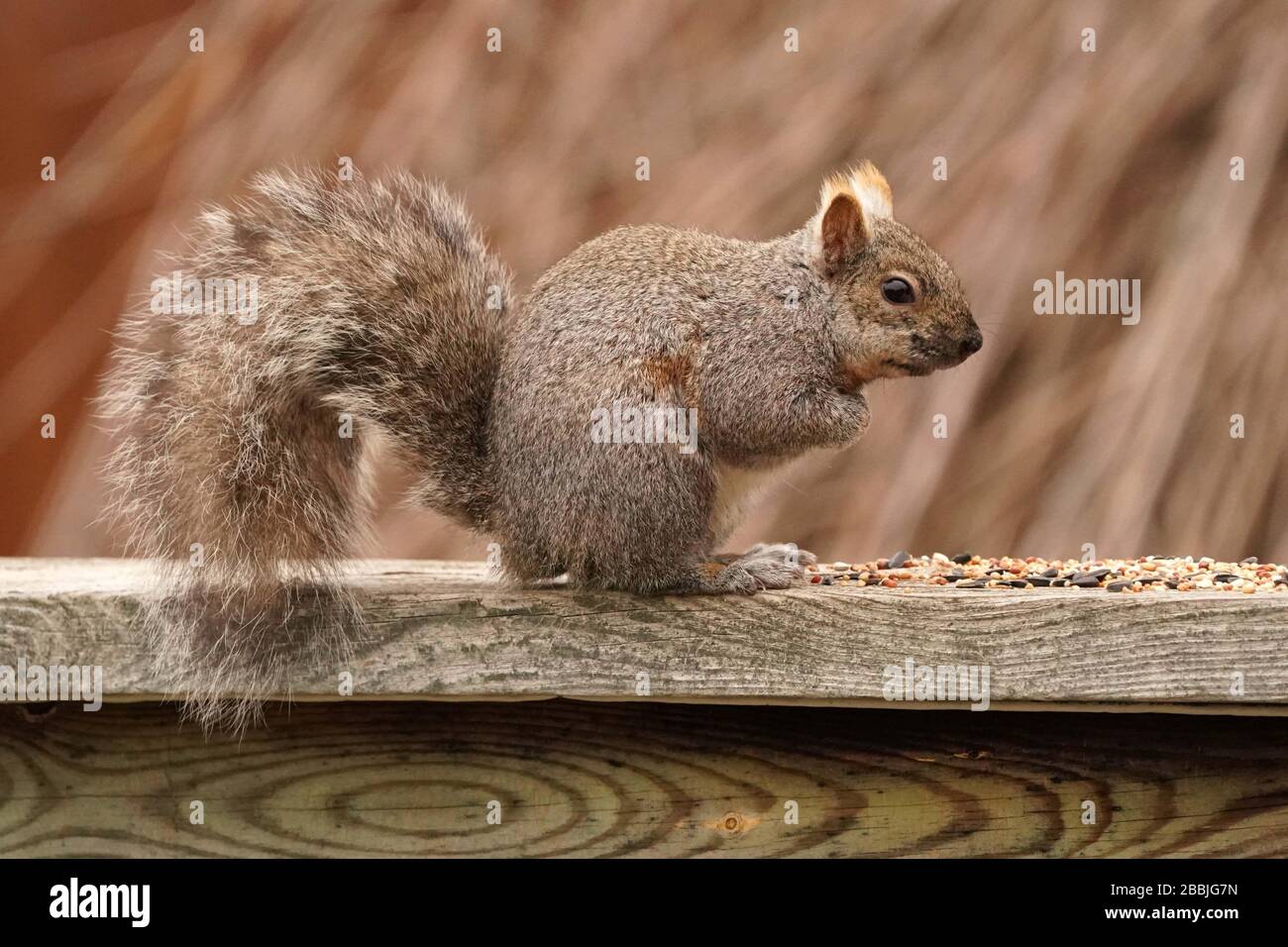 Squirrels in back yard Stock Photo