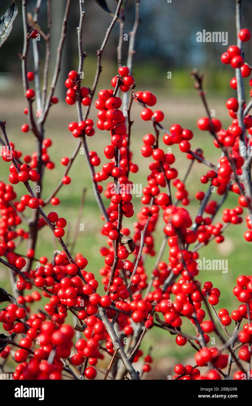 Winterberry Bush and Red Berries Stock Photo