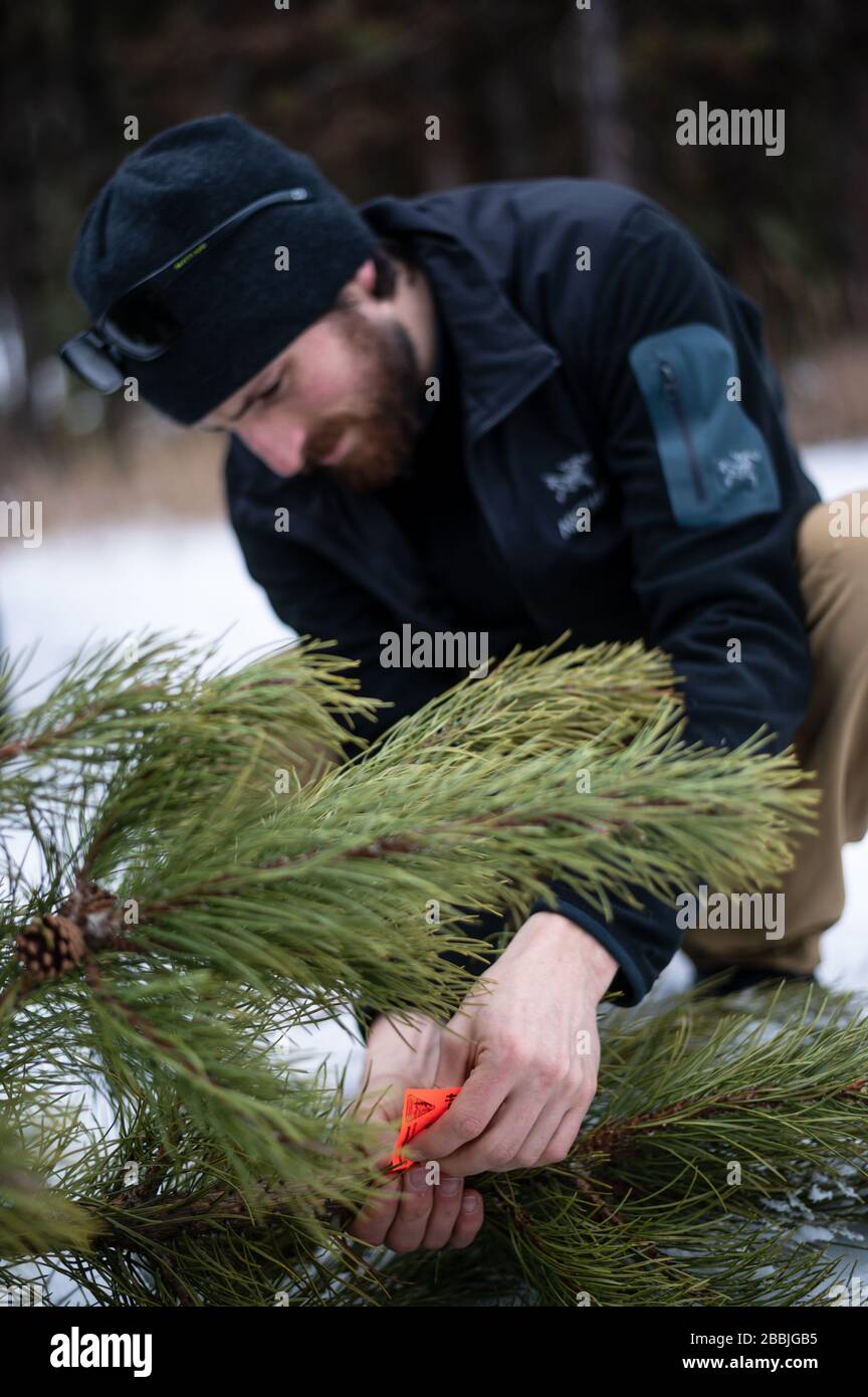 Man is putting a tree tag onto a freshly cut Christmas tree. Stock Photo