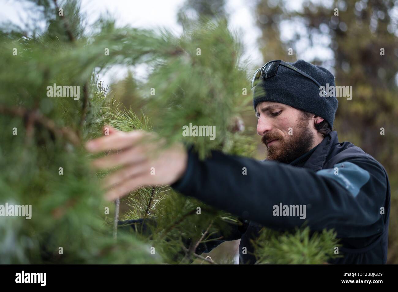 Loading up a Christmas tree and heading home. Stock Photo