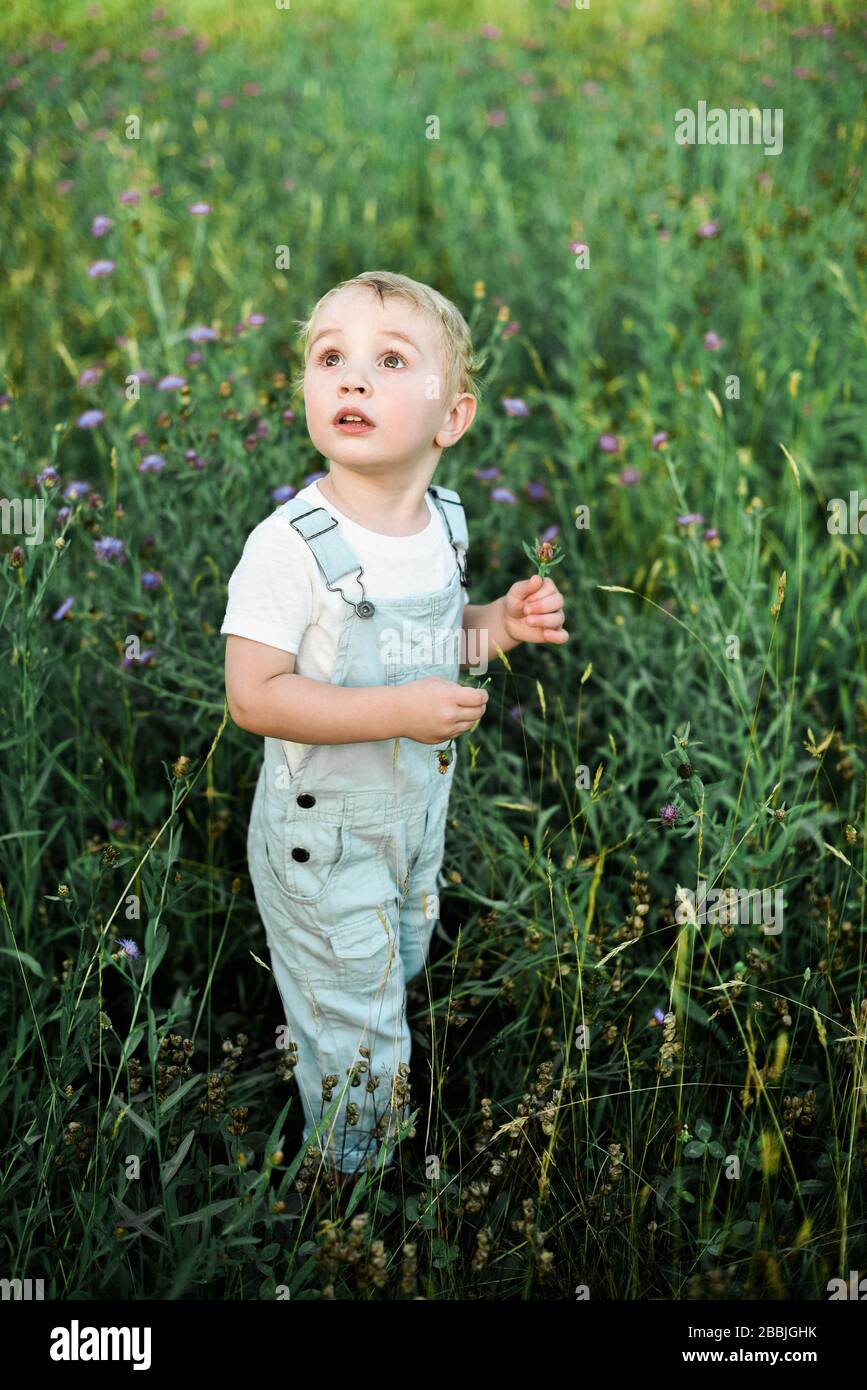 Two year old boy in baby blue coveralls picking flowers in a meadow. Stock Photo