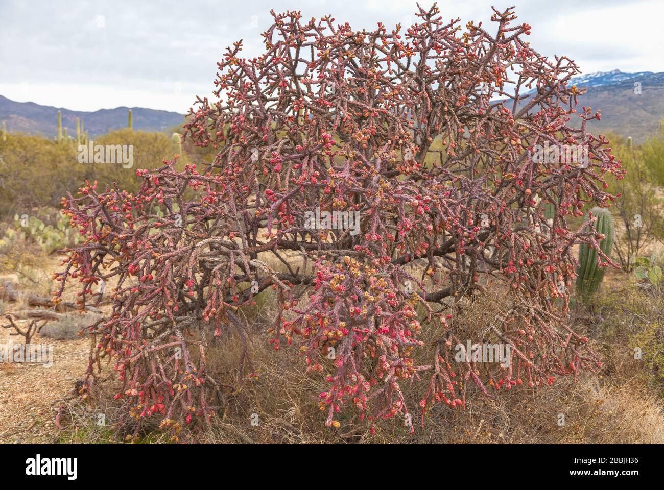 Tree Cholla Cylindropuntia imbricata with fruit in winter, Saguaro National Park, Arizona,USA Stock Photo