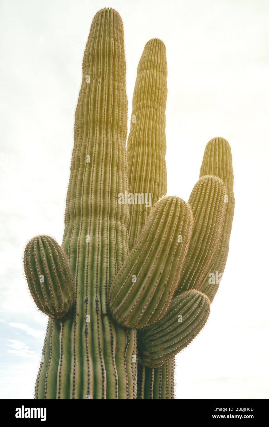 Close up at a saguaro cactus (Carnegiea gigantea), Saguaro National Park, Arizona, USA. Stock Photo