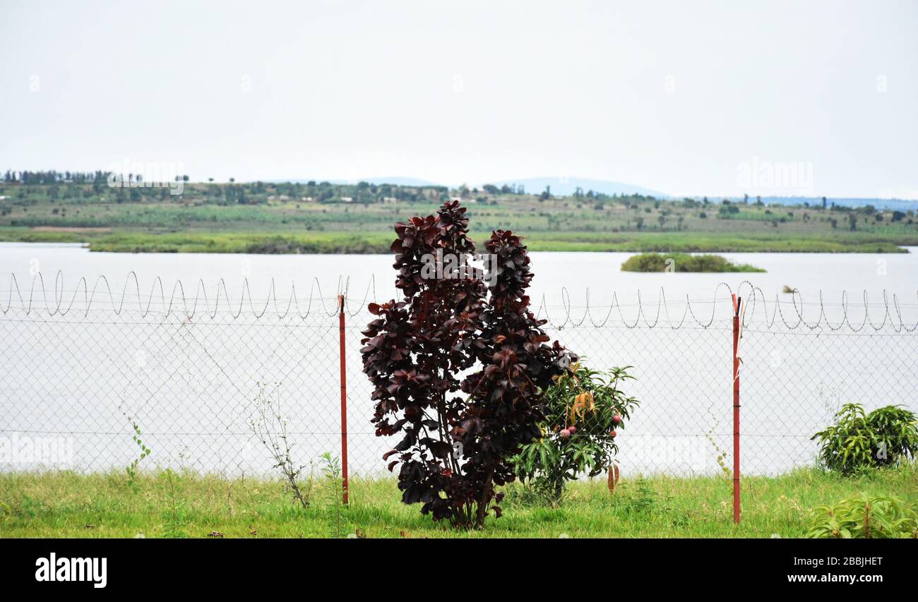 Dark red leafed plant and mango trees along a chain link fence nearby ...