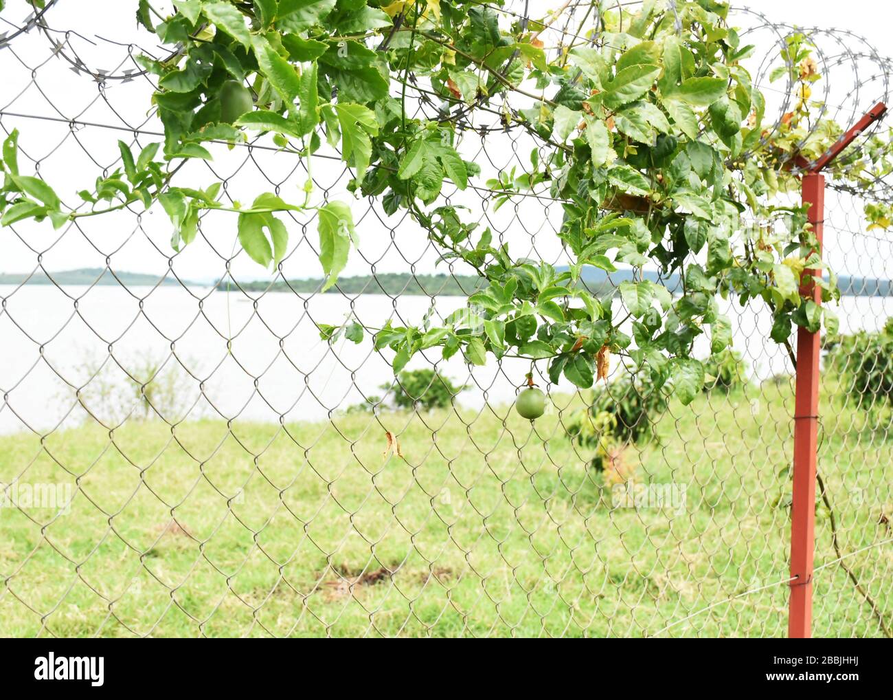 Passion fruits and vines in chain-link fence nearby Lake Cyambwe, Kirehe, Rwanda Stock Photo