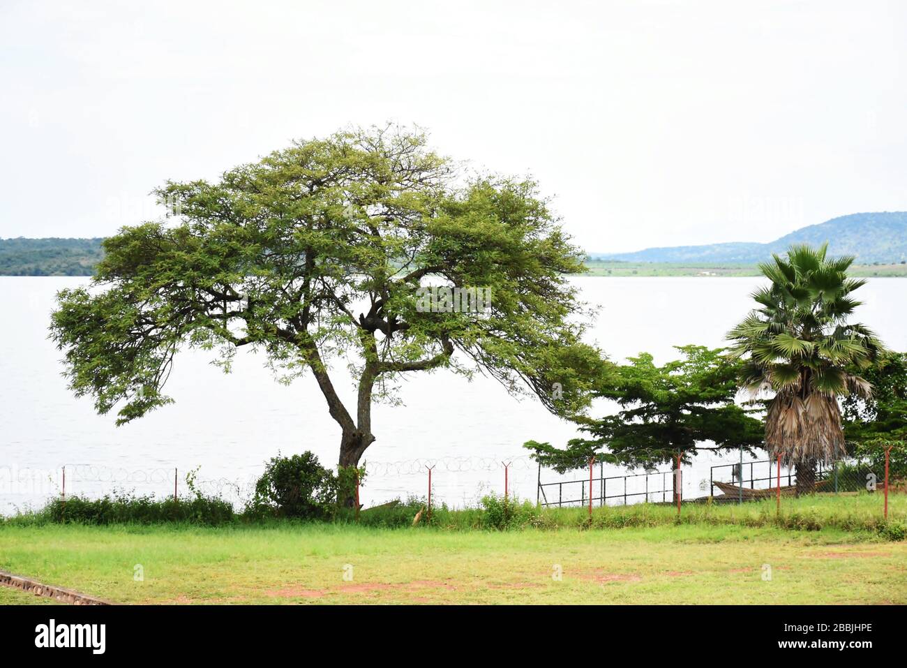 Natural trees on the shores of Lake Cyambwe, Kirehe, Rwanda Stock Photo