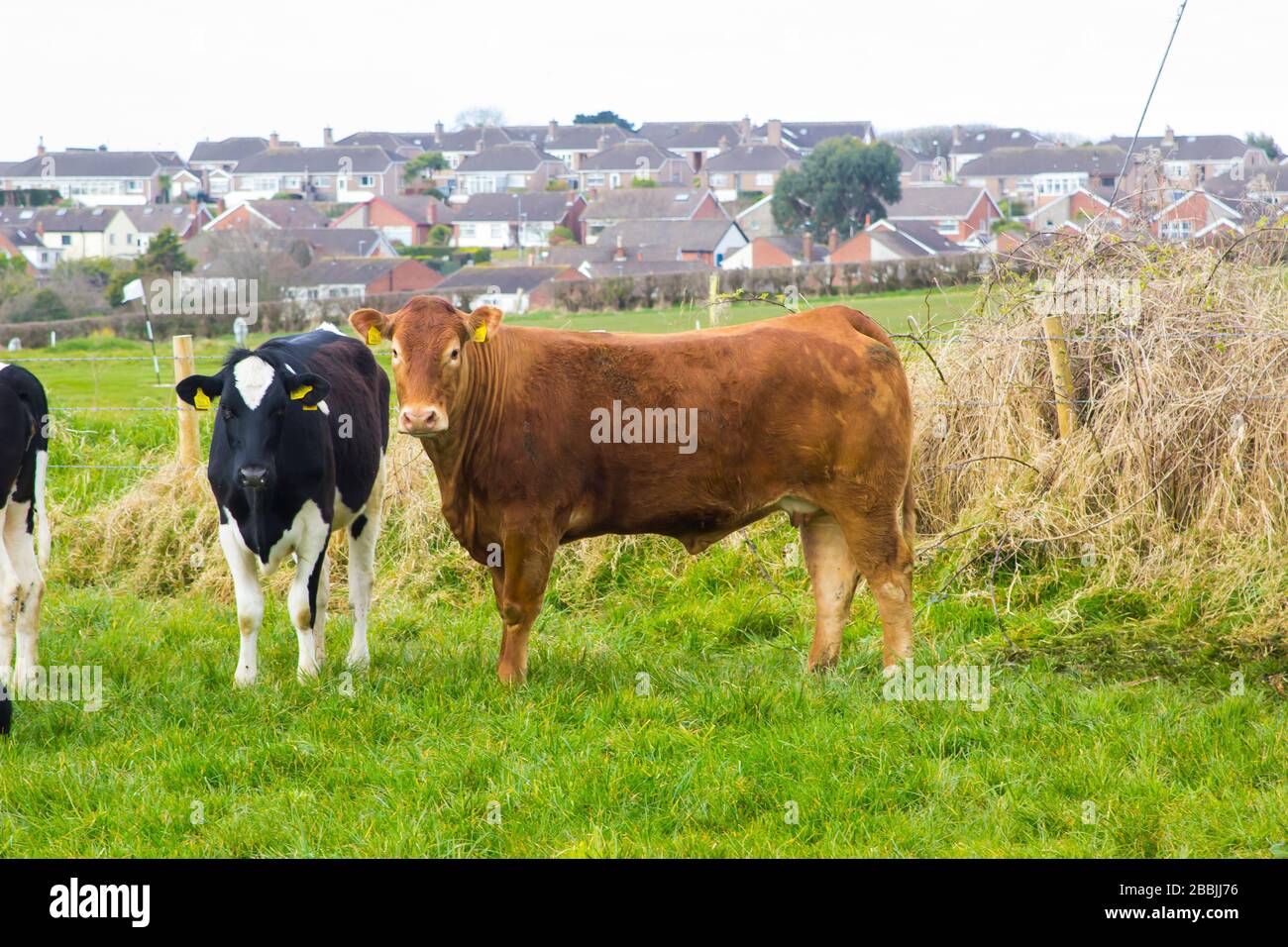Red holstein cattle hi-res stock photography and images - Alamy