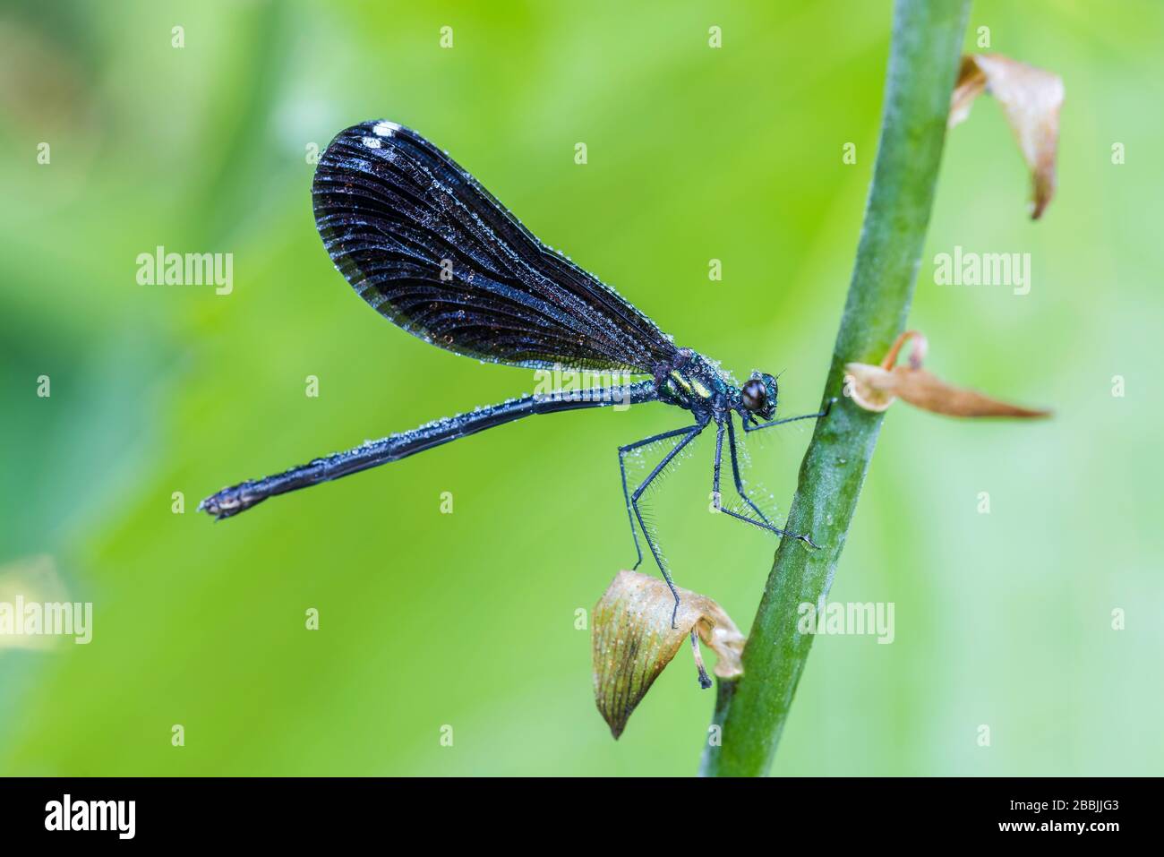 Dewy damselfly on hosta stalk, Minnesota, USA, by Dominique Braud/Dembinsky Photo Assoc Stock Photo