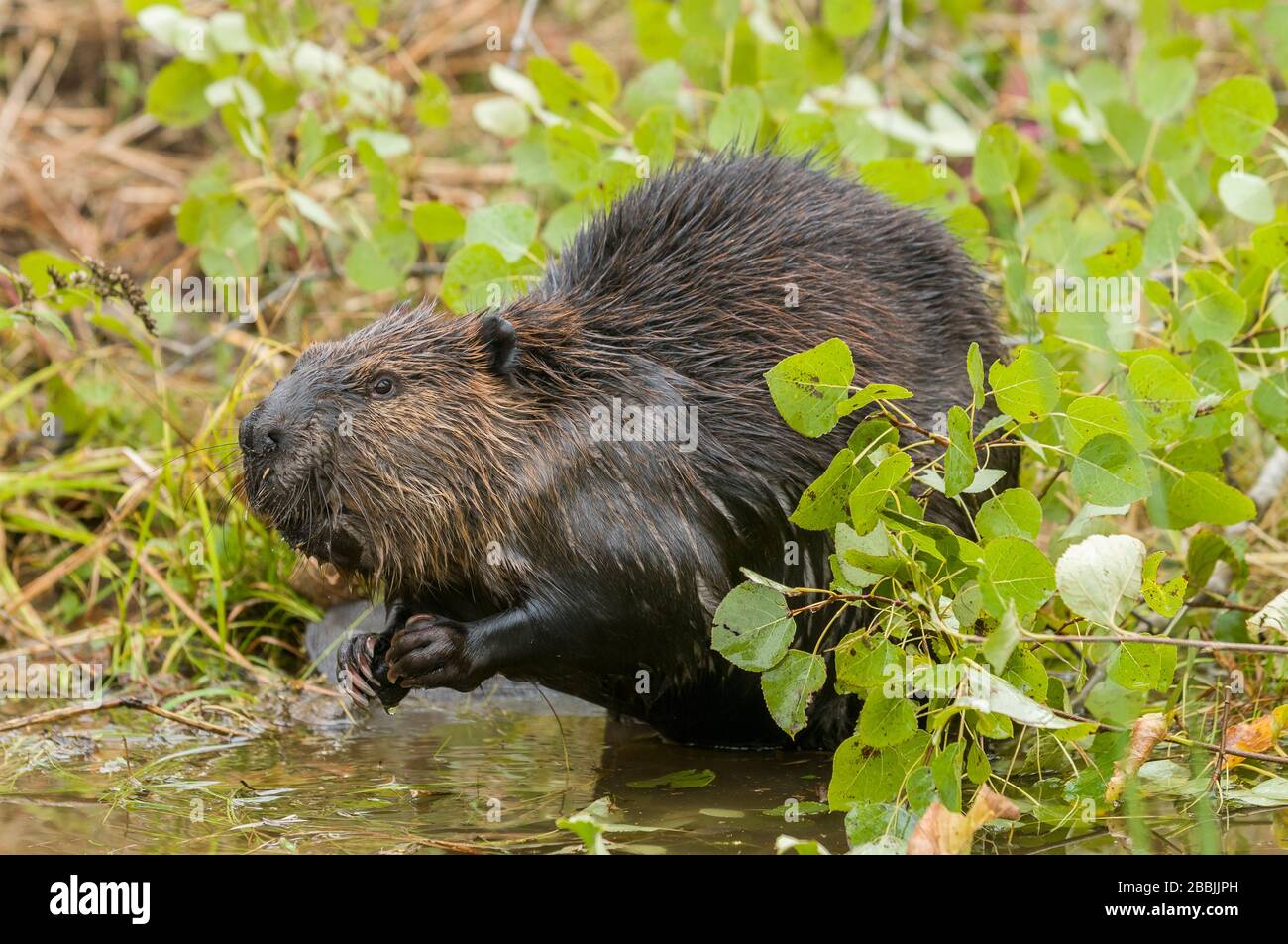 American Beaver (Castor canadensis), feeding on Quaking Aspen (Populus tremuloides), North America, by Dominique Braud/Dembinsky Photo Assoc Stock Photo