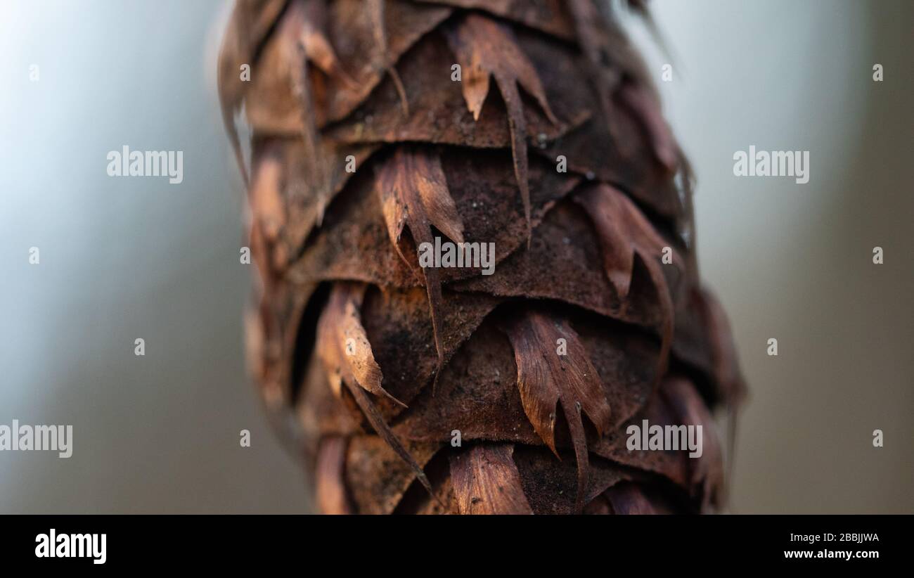 Macro of a Douglas fir pine cone Stock Photo