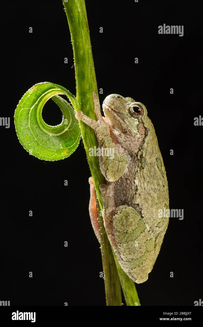 Frog Stalk Insect Gray Tree Frog (Hyla versicolor) on cone flower stalk (Echinacea ...