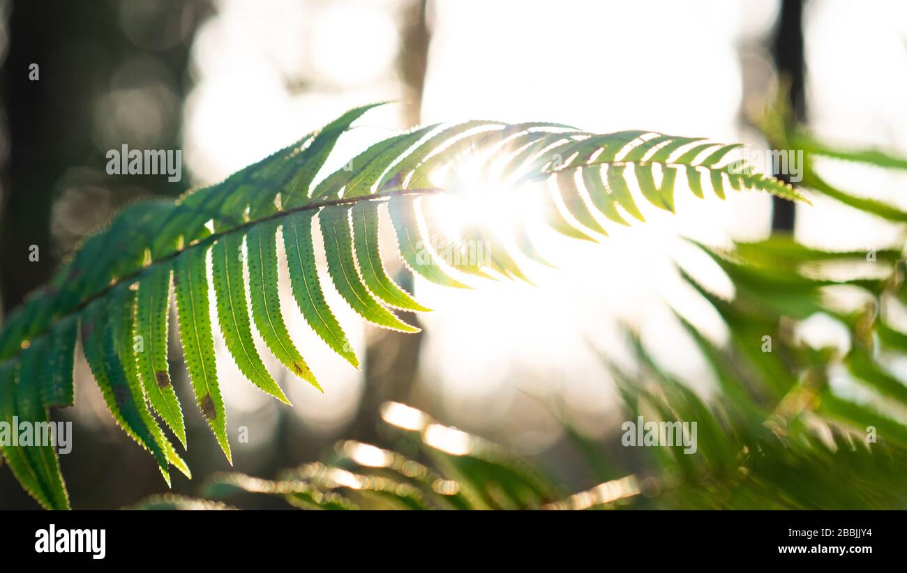 Tree fern ferns hi-res stock photography and images - Alamy