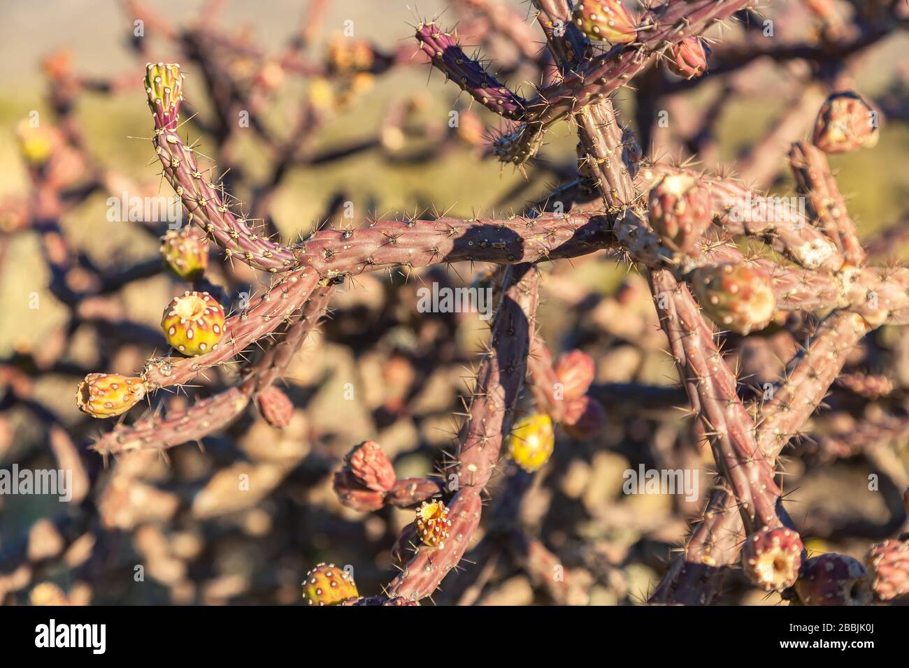 Close up of a tree cholla Cylindropuntia imbricata with fruit, Saguaro National Park, Arizona, USA Stock Photo