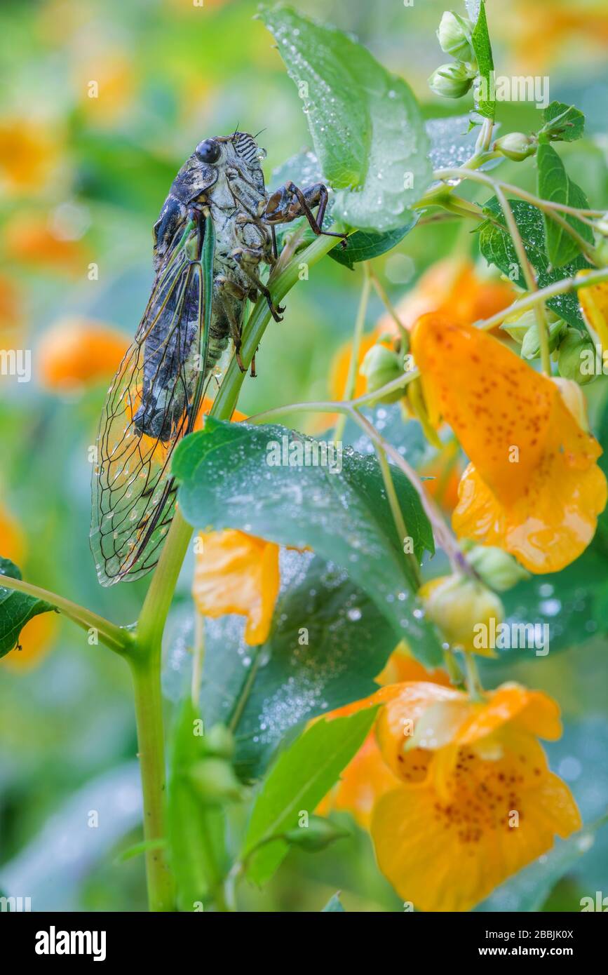 Linne's cicada (Neotibicen linnei) on Jewelweed (Impatians capensis), midwestern USA, by Dominique Braud/Dembinsky Photo Assoc Stock Photo