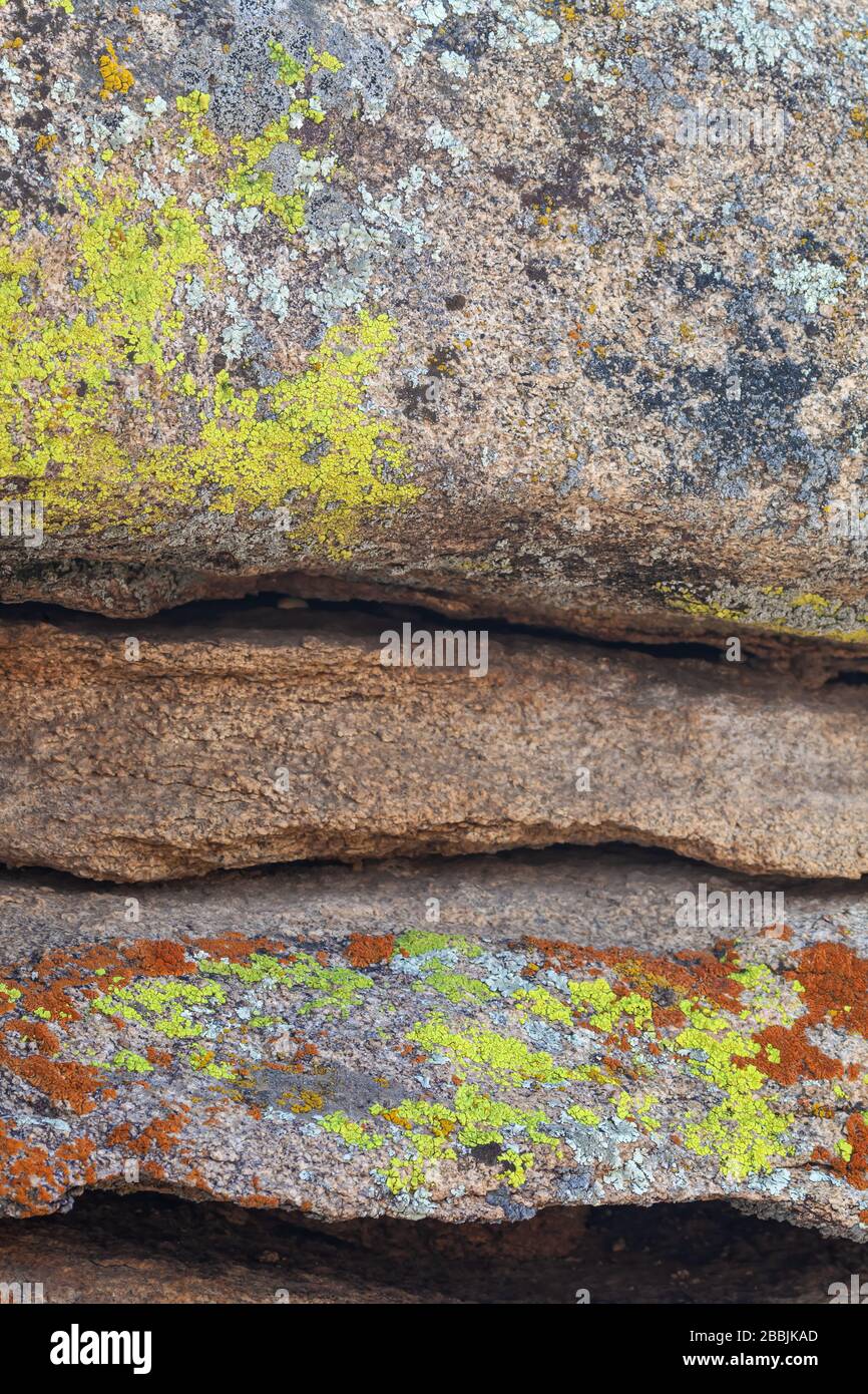 Elegant sunburst lichen Xanthoria elegans (orange) and bright cobblestone lichen Acarospora socialis (yellow) on the rock, Joshua Tree National Park. Stock Photo
